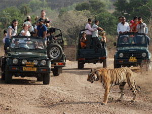 ranthambore taxi services & safari