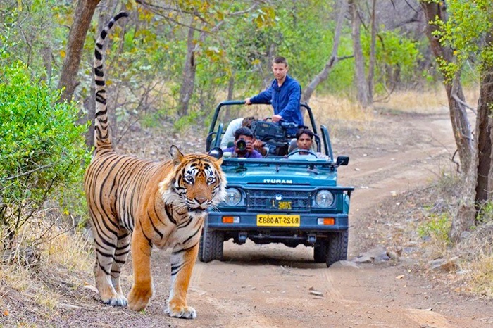 ranthambore taxi services & safari